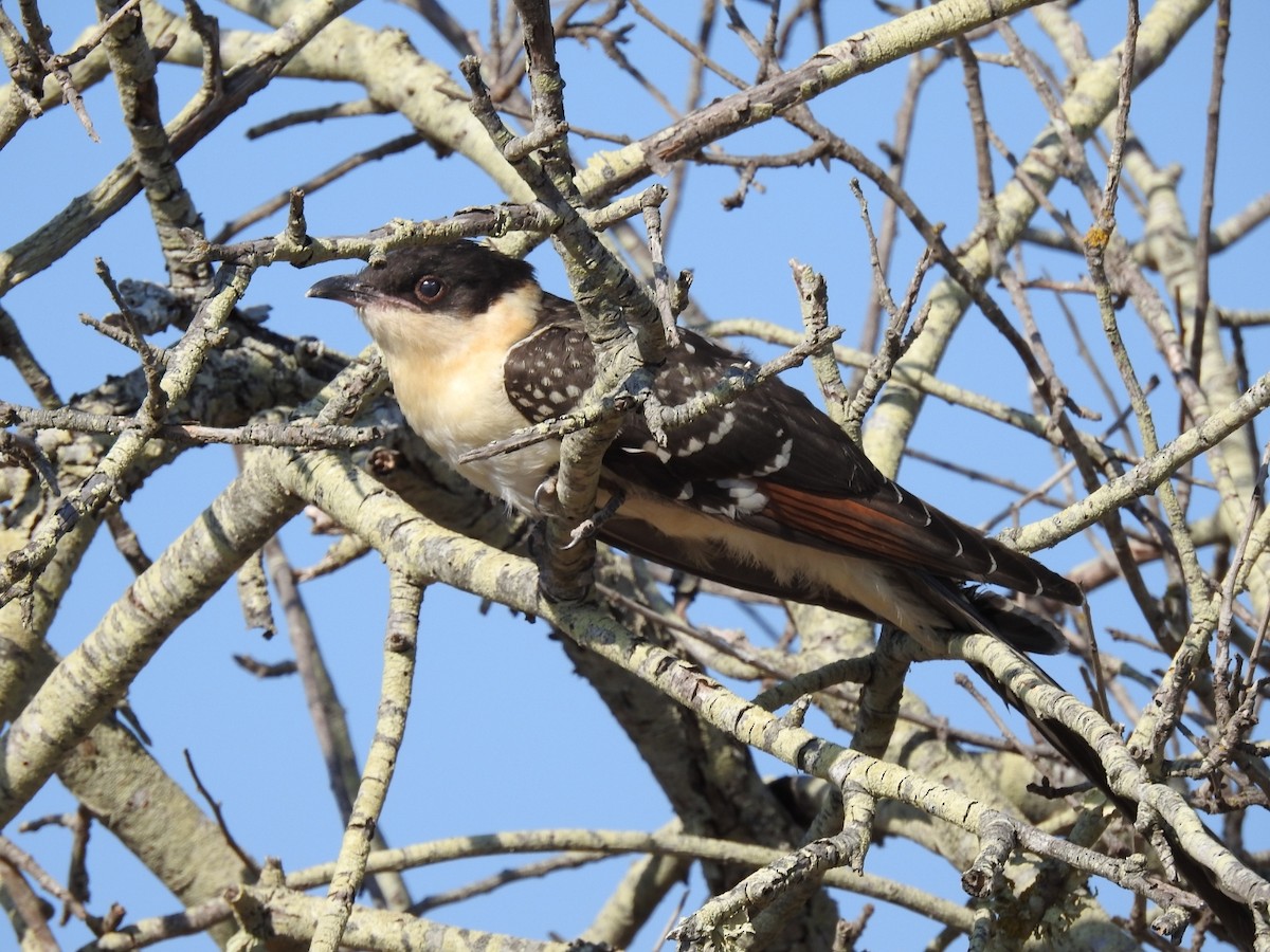 Great Spotted Cuckoo - ML253676381