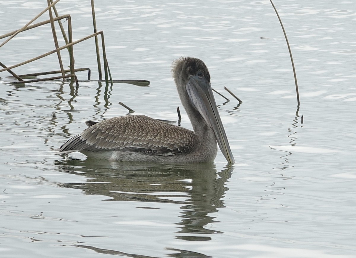 Brown Pelican - ML253676441