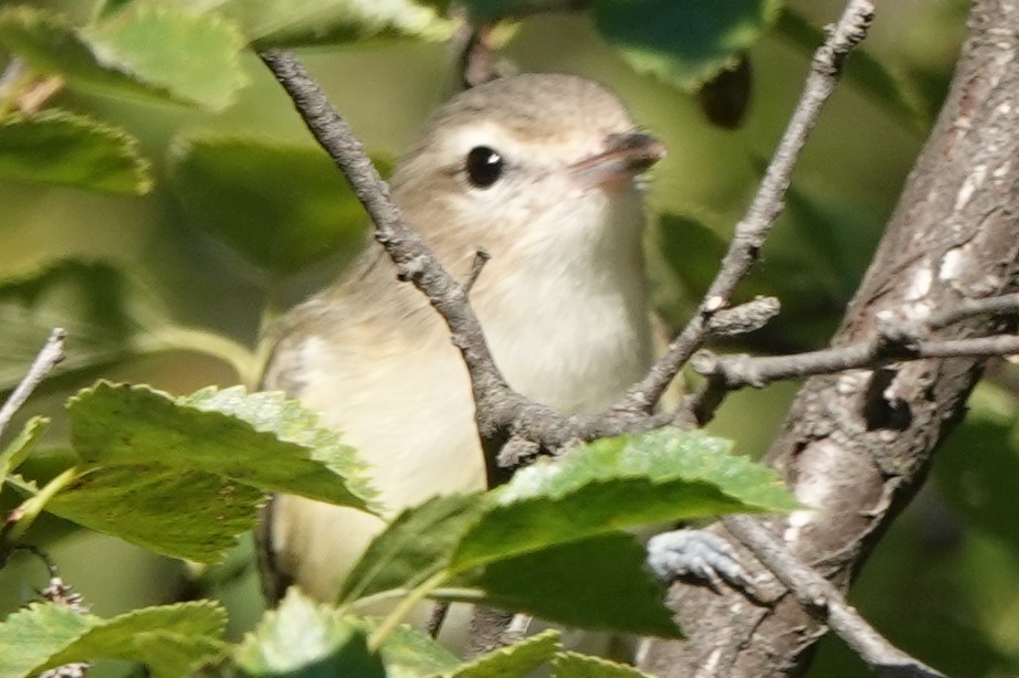 Warbling Vireo - Mike Blancher
