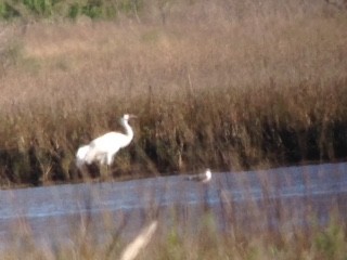 Whooping Crane - Jean Booth