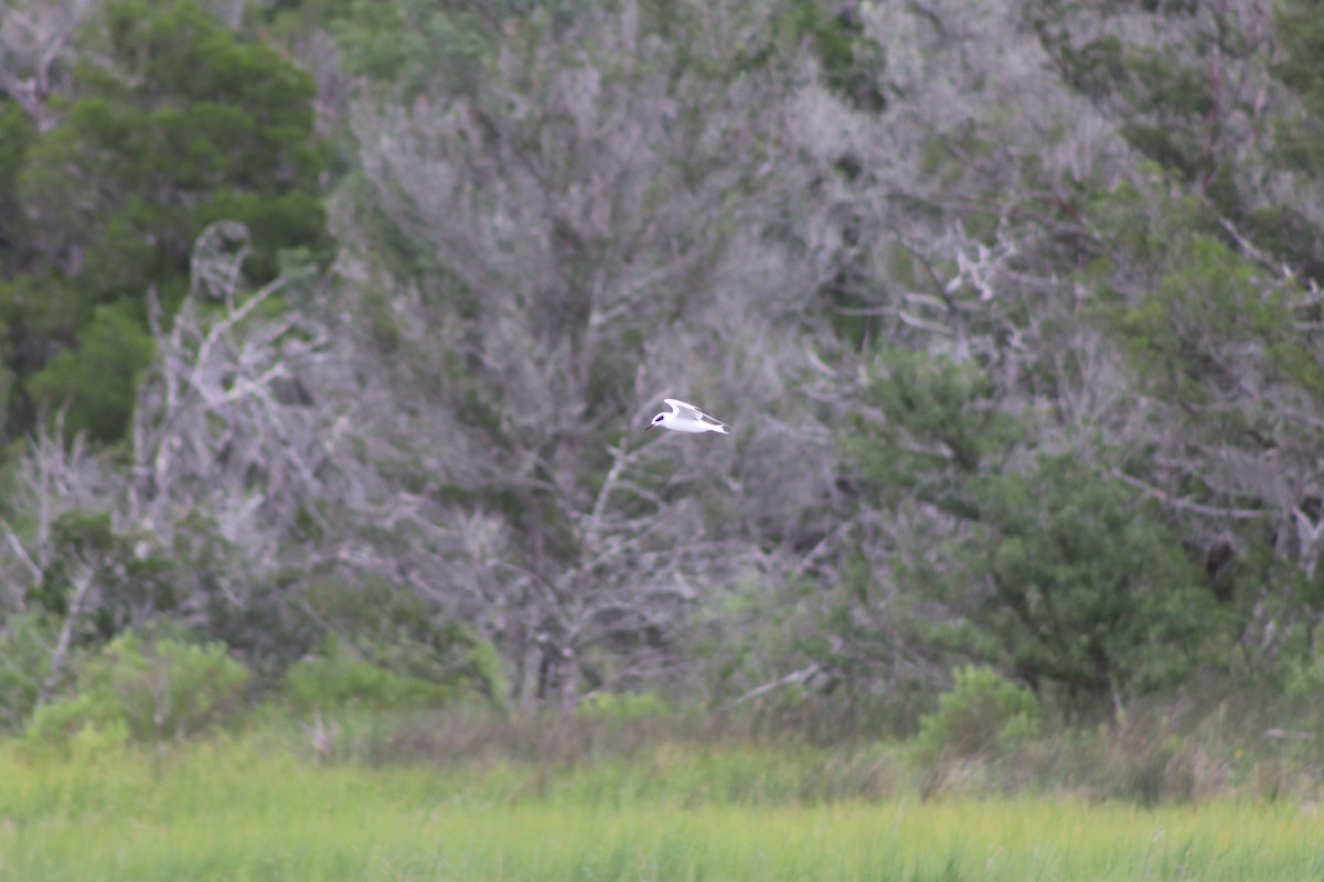 Forster's Tern - Joshua Auyer