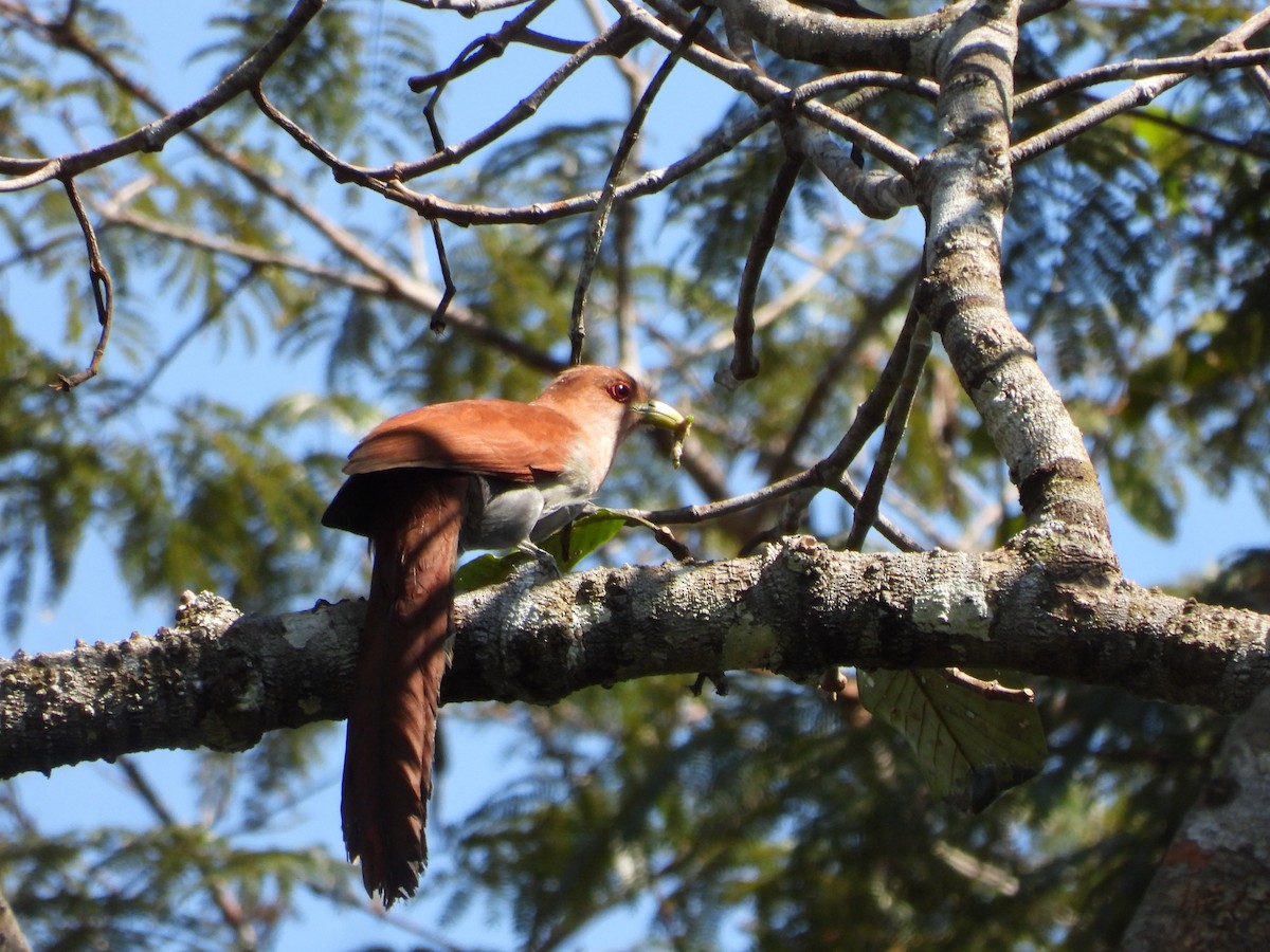 Squirrel Cuckoo - Jorge Galván