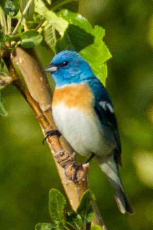 Lazuli Bunting - Steve McInnis