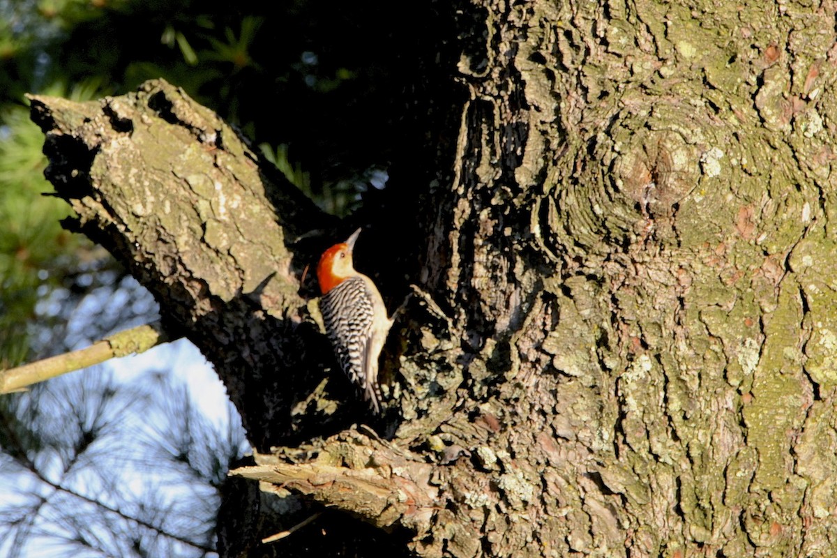 Red-bellied Woodpecker - Vickie Baily