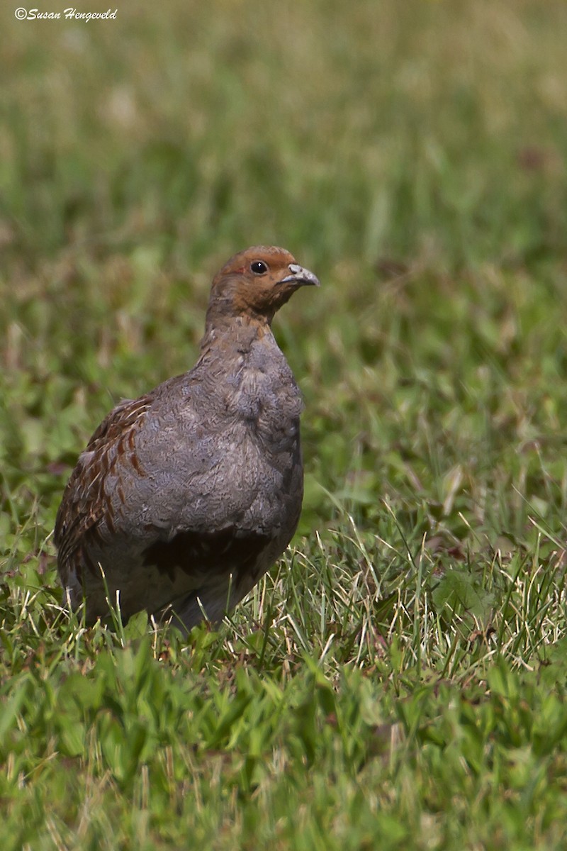 Gray Partridge - Jim Hengeveld