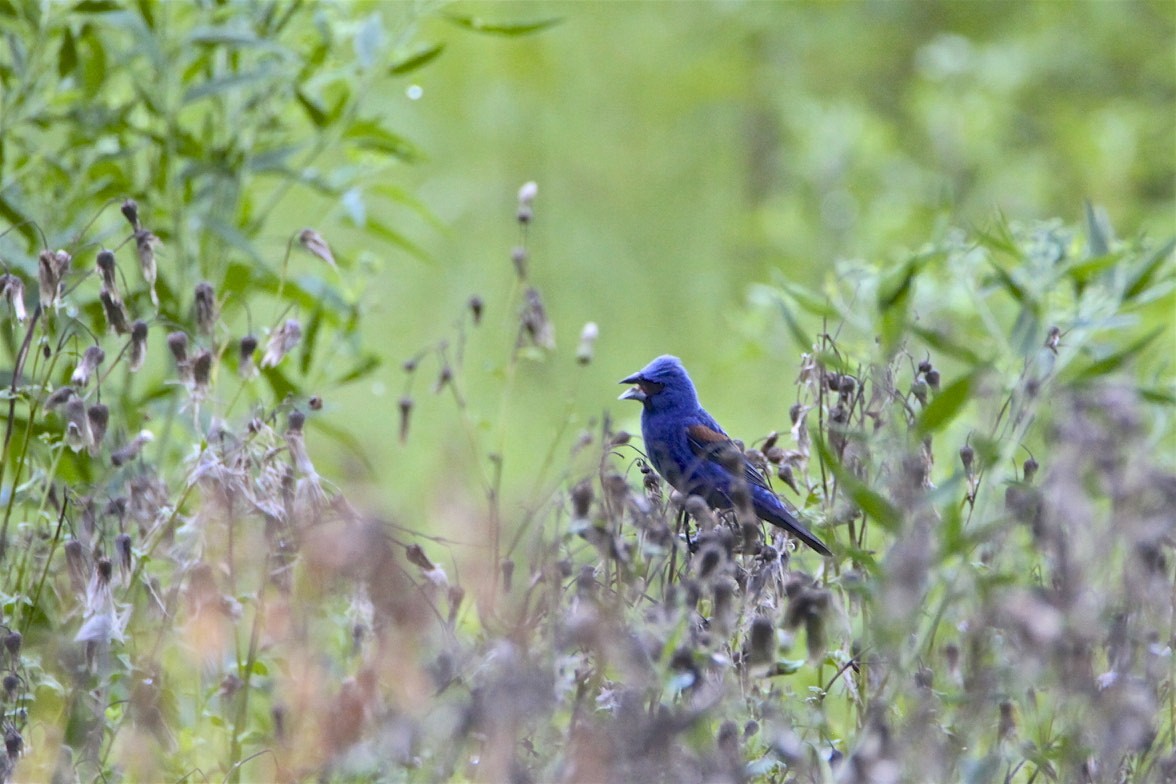 Blue Grosbeak - ML253684281