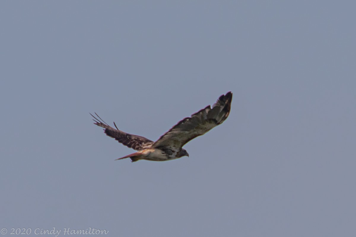 Red-tailed Hawk - ML253684481