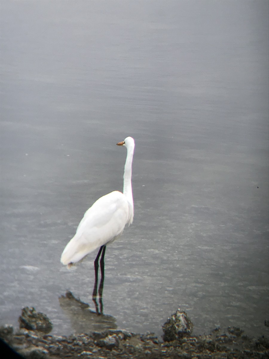 Great Egret - ML253684651