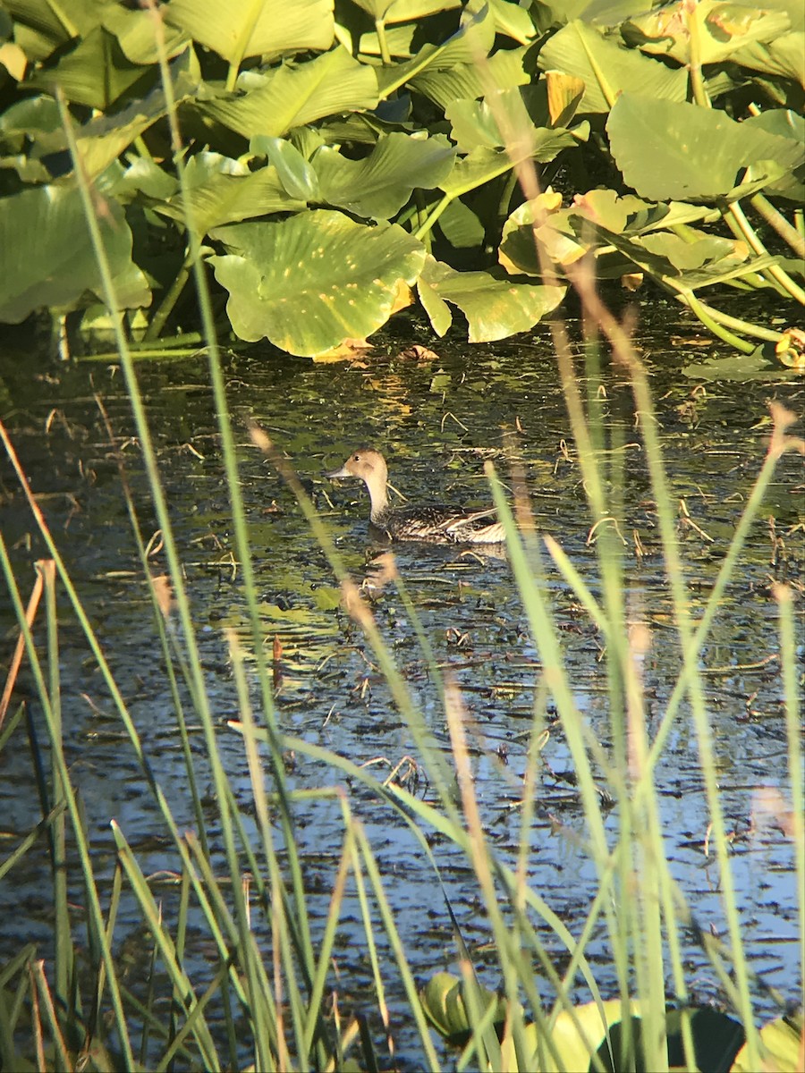 Northern Pintail - ML253684871