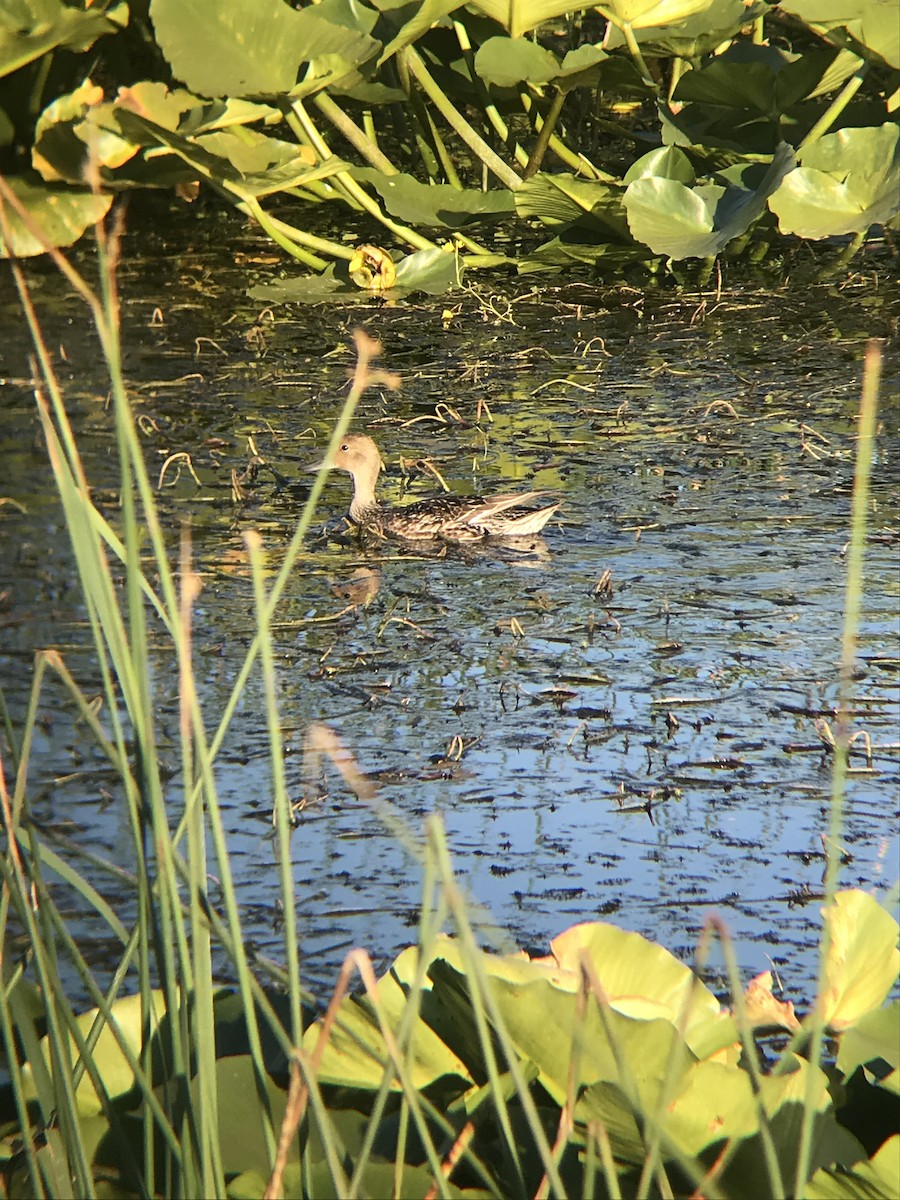 Northern Pintail - ML253684891