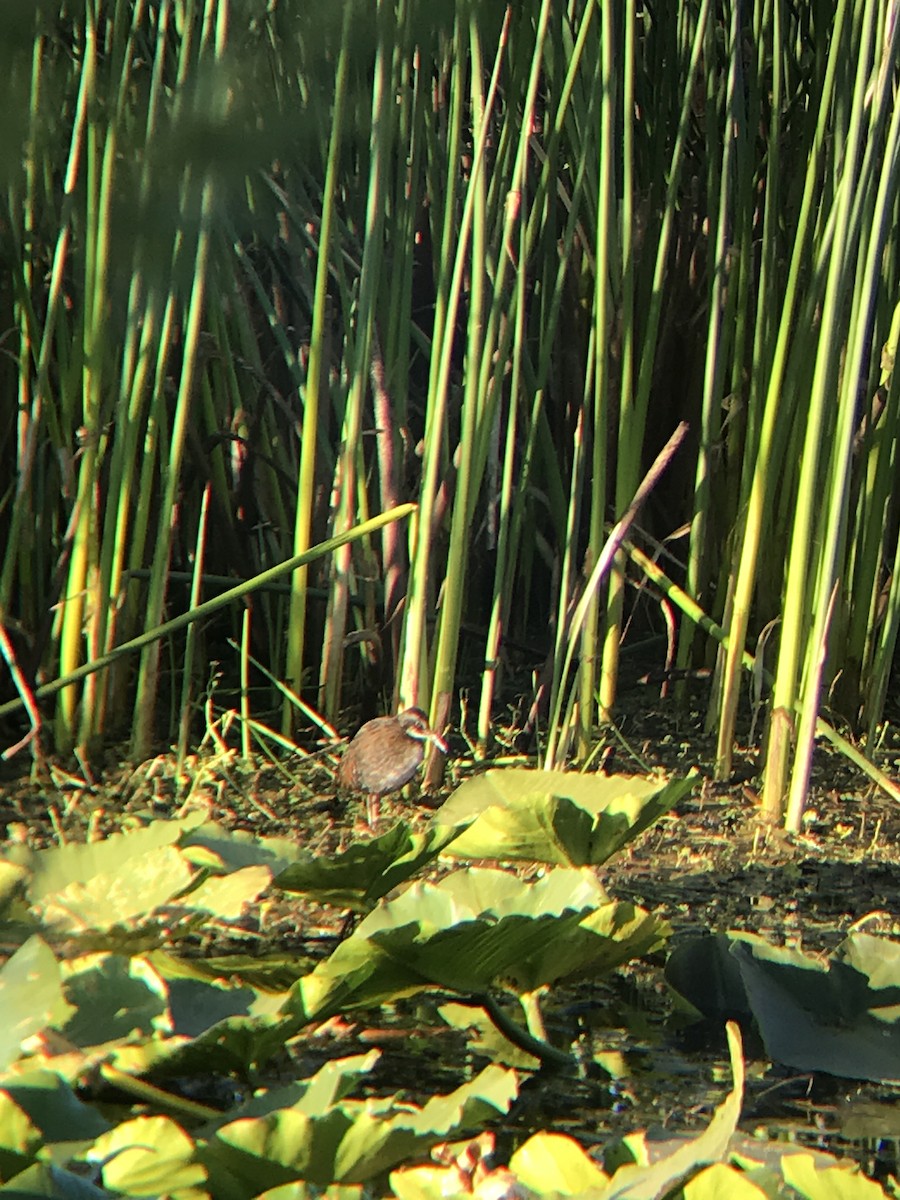 Virginia Rail - ML253685061