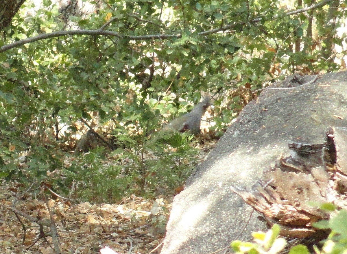 Mountain Quail - ML253685651