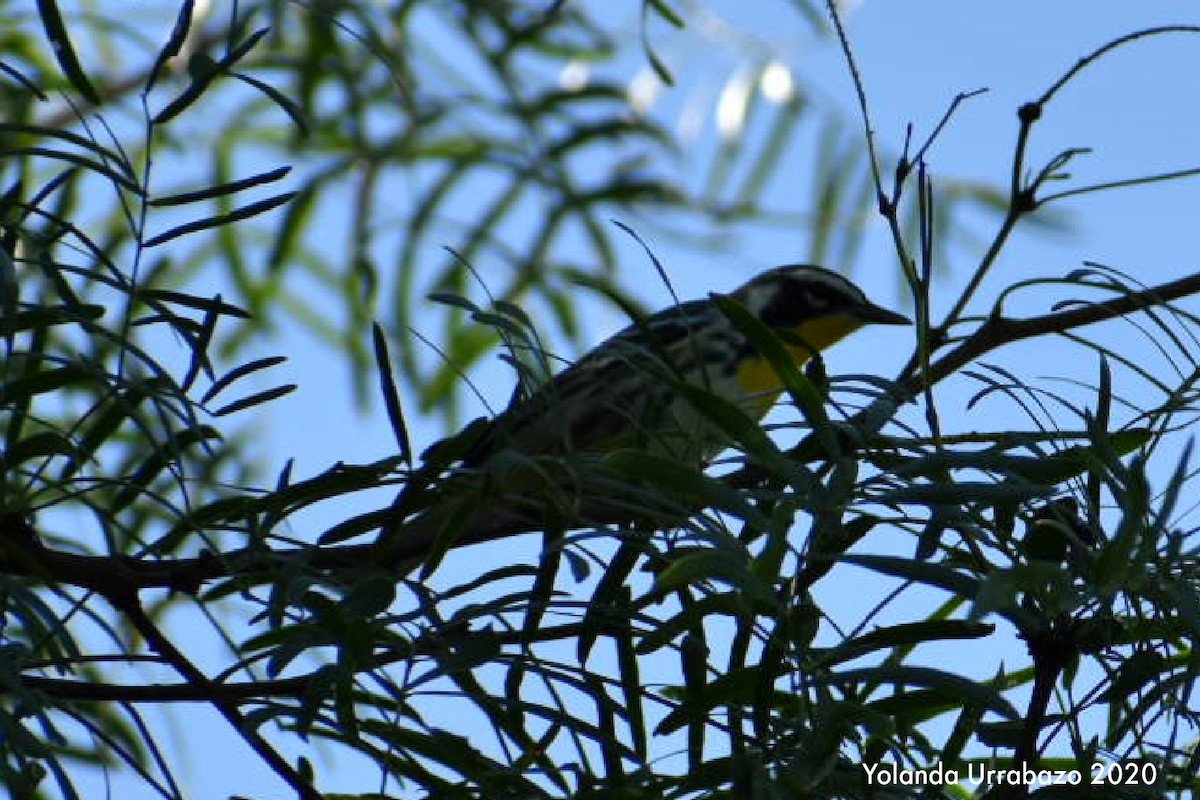 Yellow-throated Warbler (albilora) - ML253686761