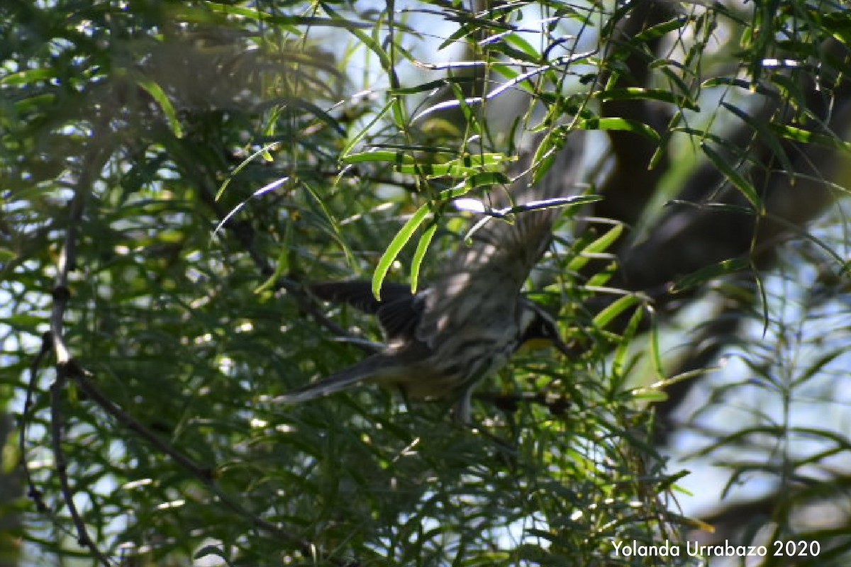 Yellow-throated Warbler (albilora) - ML253686971