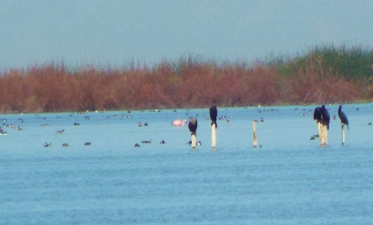 Lesser Flamingo - Aedyn Loefke