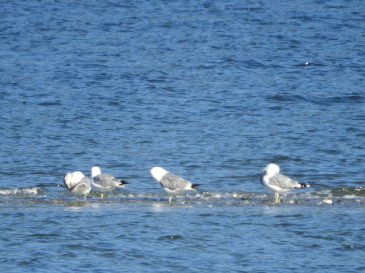 California Gull - ML253688761