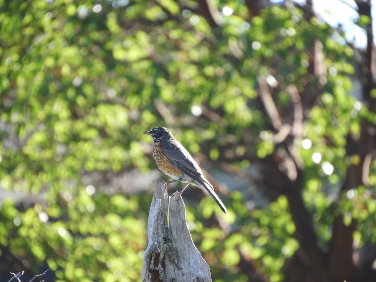 American Robin - ML253688831