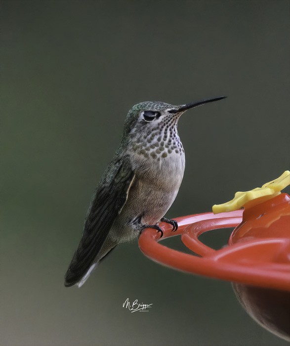 Calliope Hummingbird - ML253688841