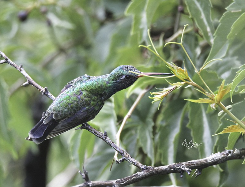 Broad-billed Hummingbird - ML253688861