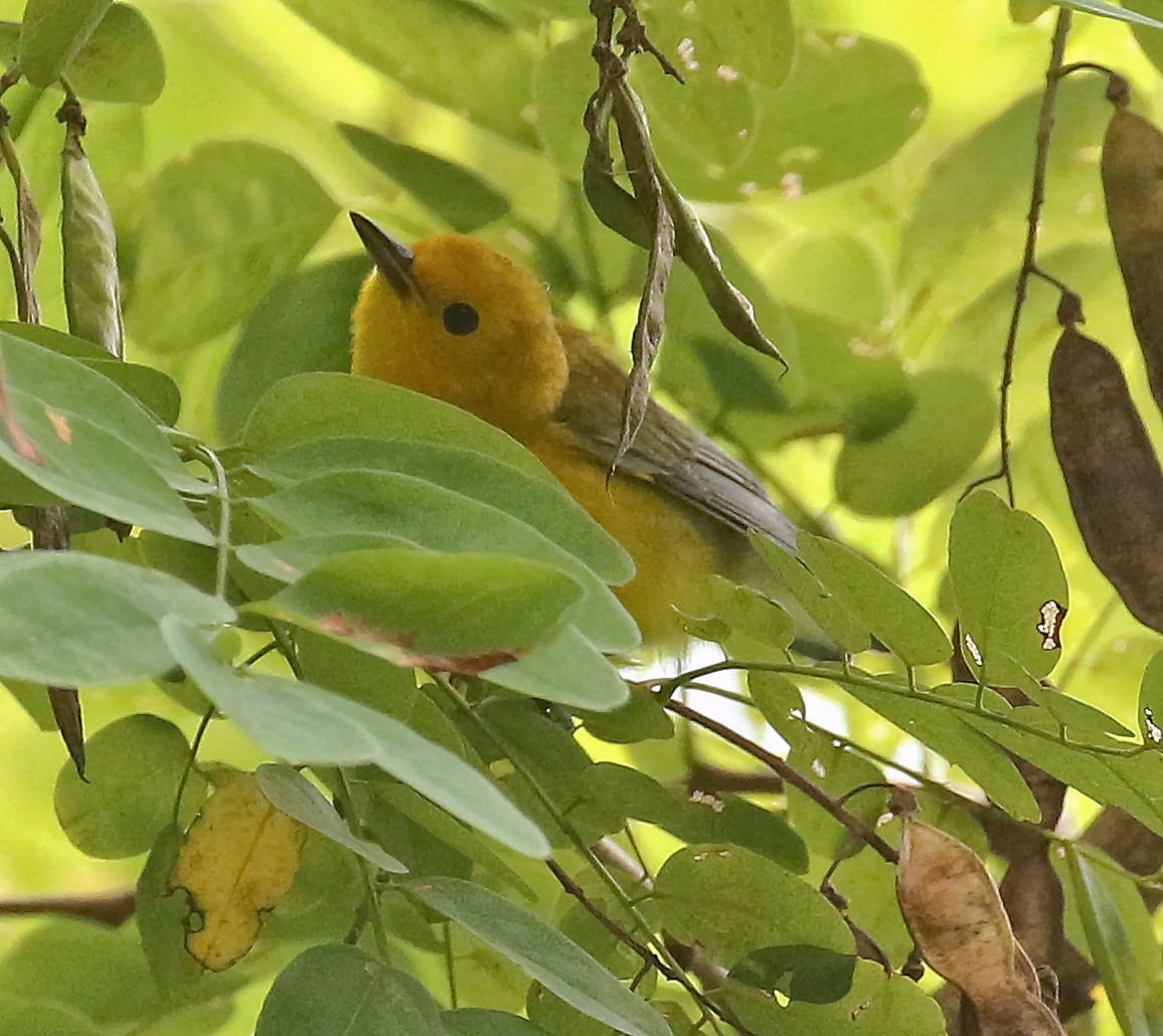 Prothonotary Warbler - ML253688891