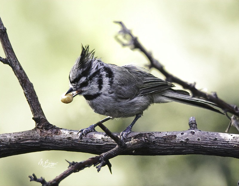 Bridled Titmouse - ML253688931