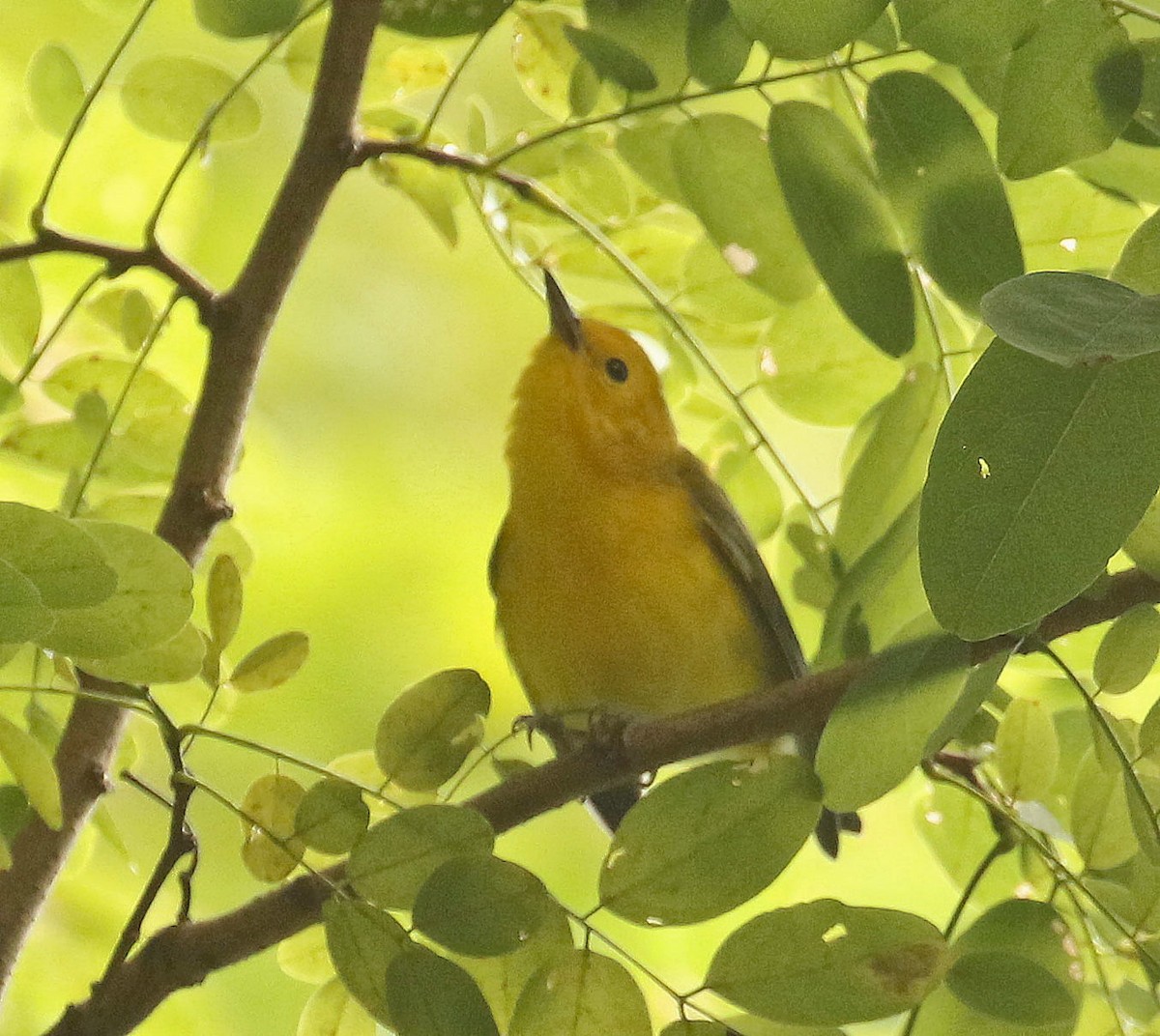 Prothonotary Warbler - ML253688951
