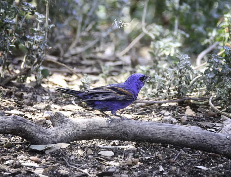 Blue Grosbeak - ML253689001