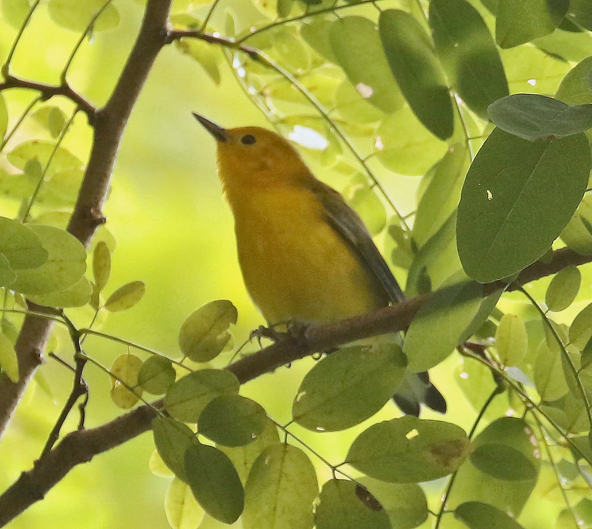Prothonotary Warbler - ML253689031