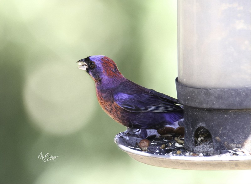 Varied Bunting - ML253689061