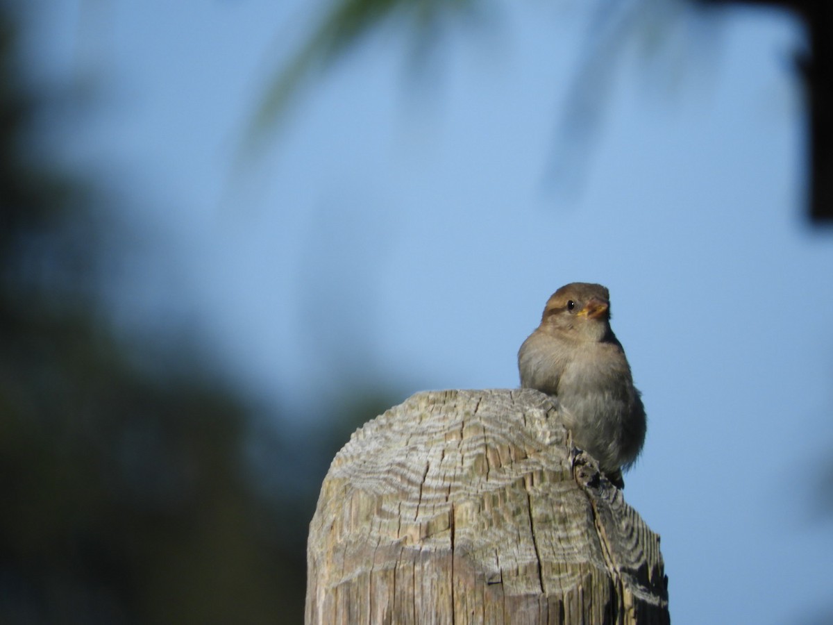 House Sparrow - ML253689251