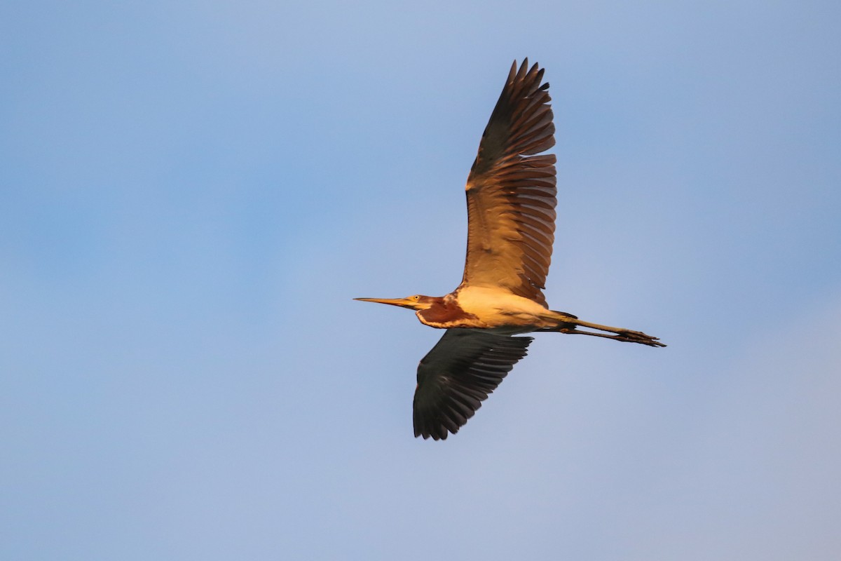 Tricolored Heron - ML253691201