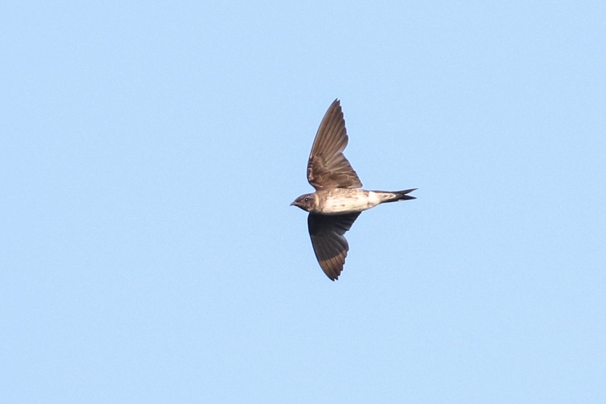 Golondrina Purpúrea - ML253691261