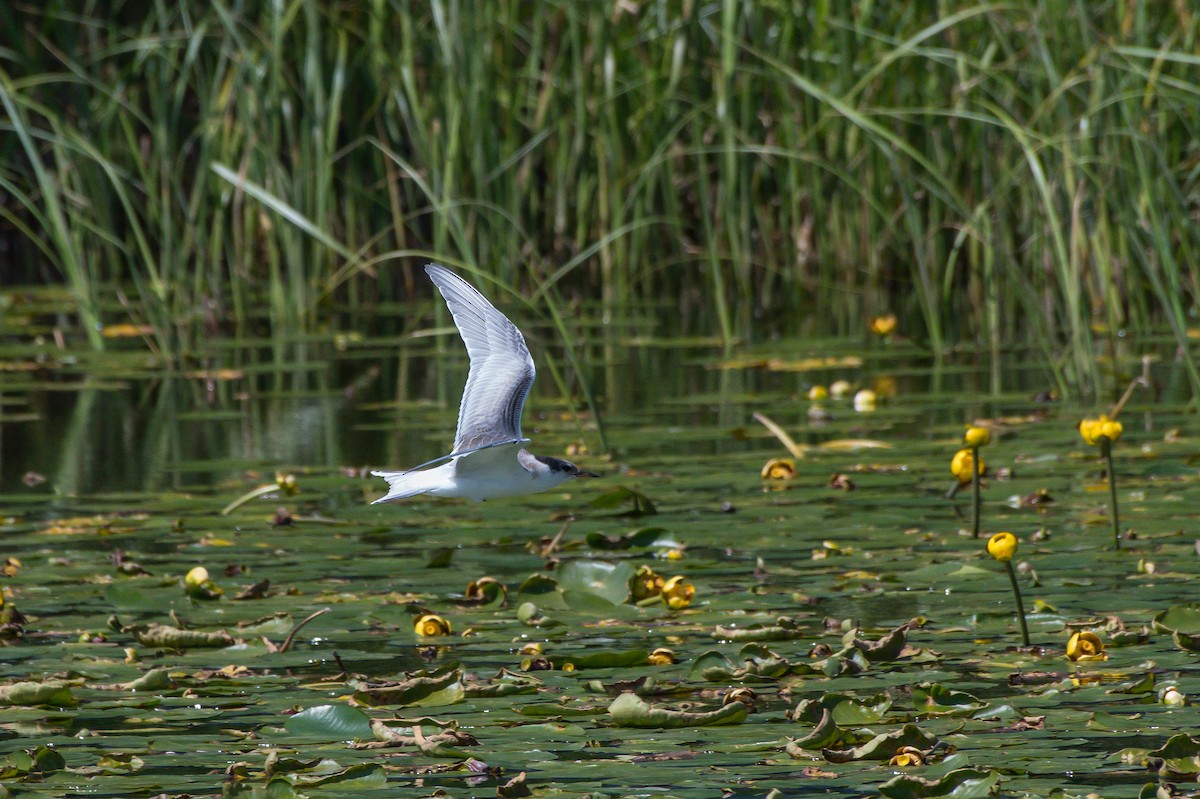 Common Tern - ML253691541