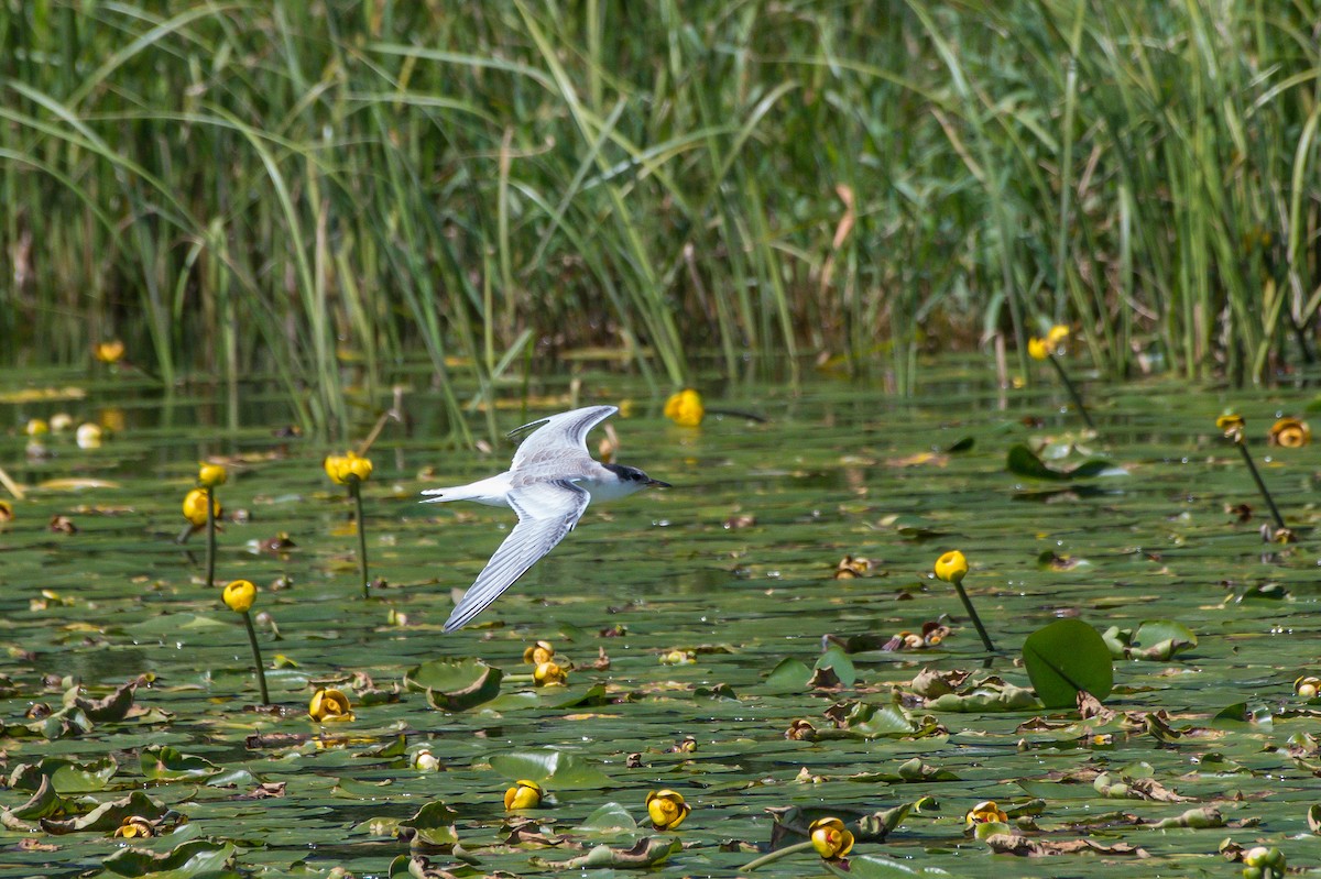 Common Tern - ML253691551