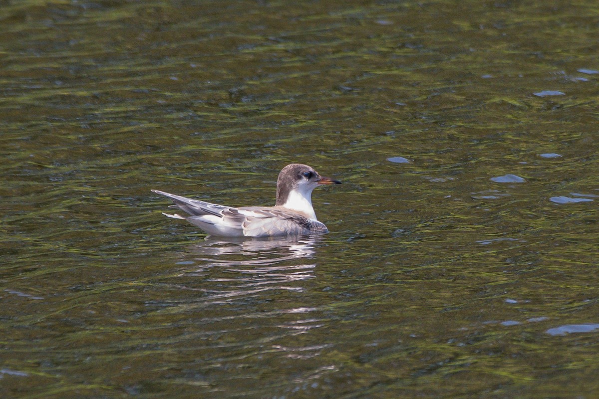 Charrán Común - ML253691661