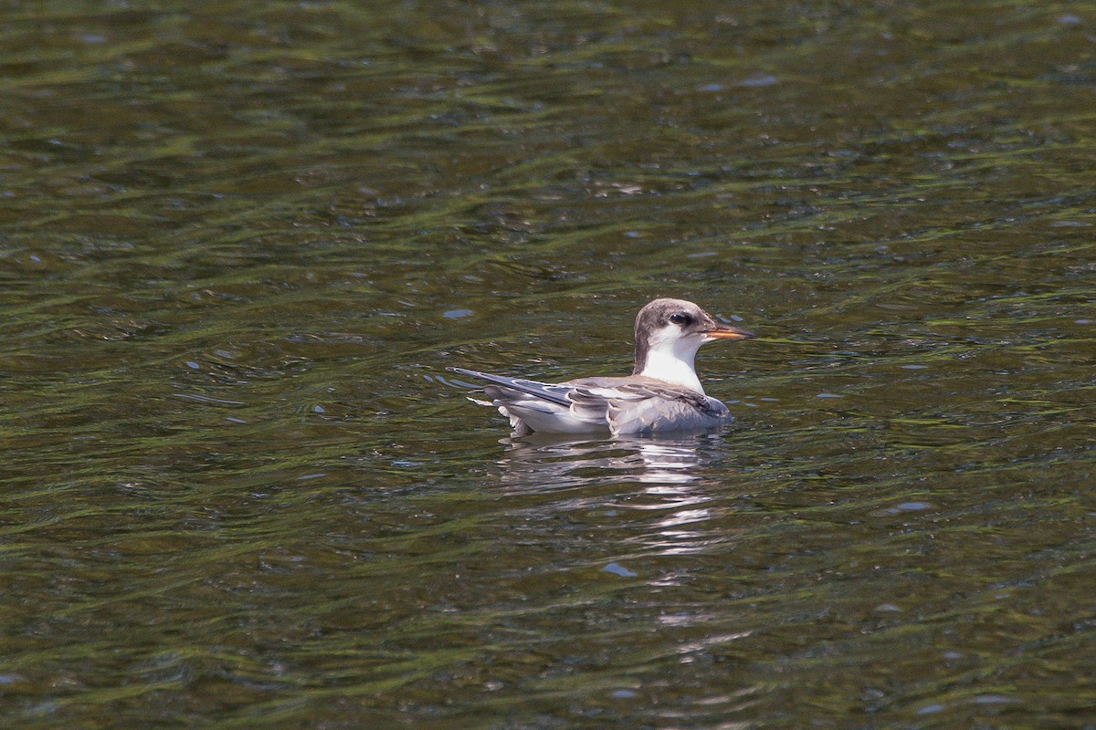 Common Tern - ML253691691