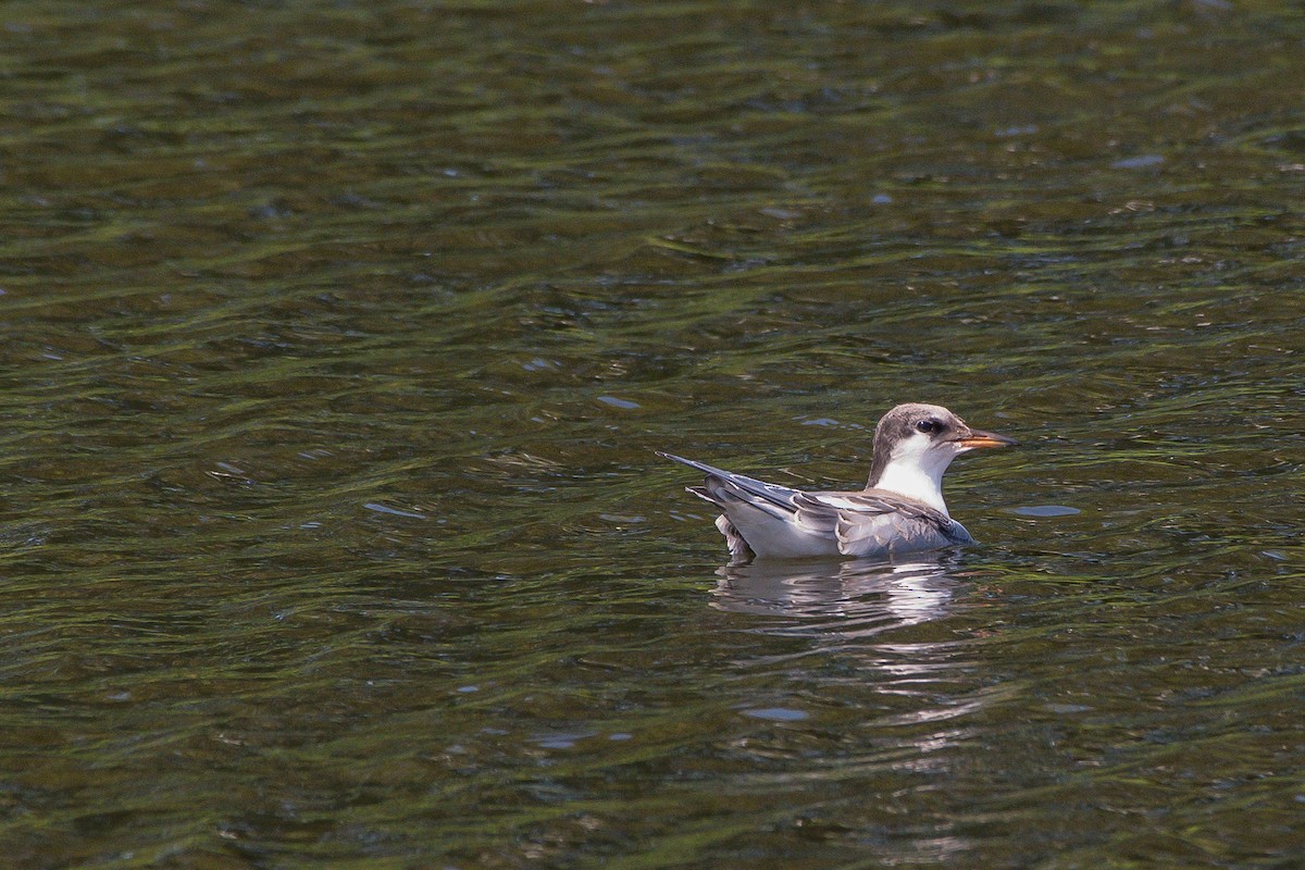 Common Tern - Frank King