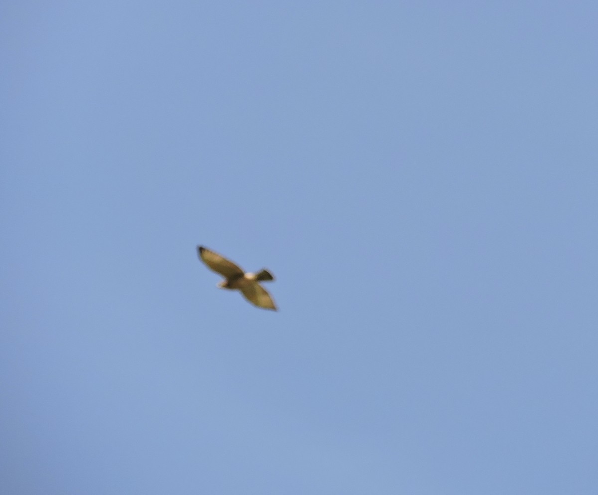 Broad-winged Hawk - ML253691781