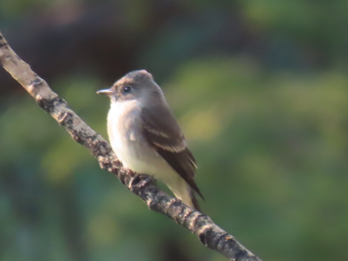 Western Wood-Pewee - Katherine Holland