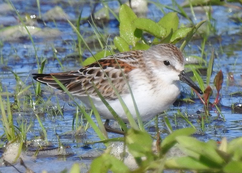 Western Sandpiper - Andy Frank