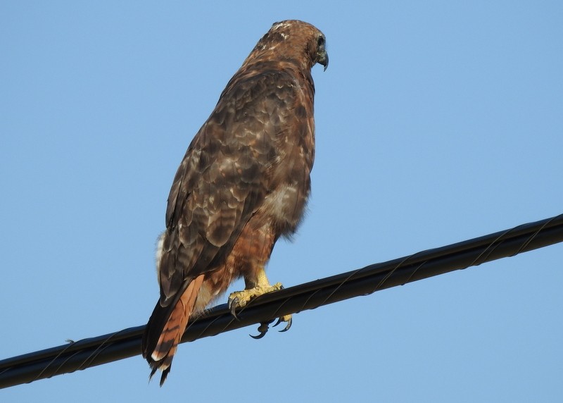 Red-tailed Hawk - ML253695391