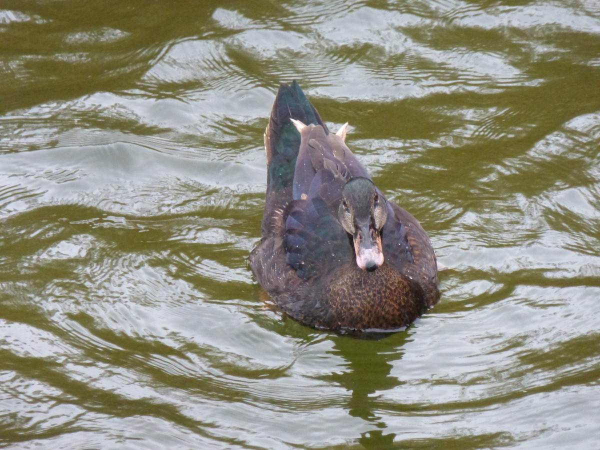 Muscovy Duck x Mallard (hybrid) - ML25369701