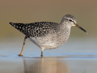Breeding adult - Wood Sandpiper