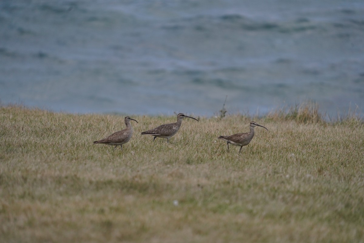 Whimbrel - ML253698381