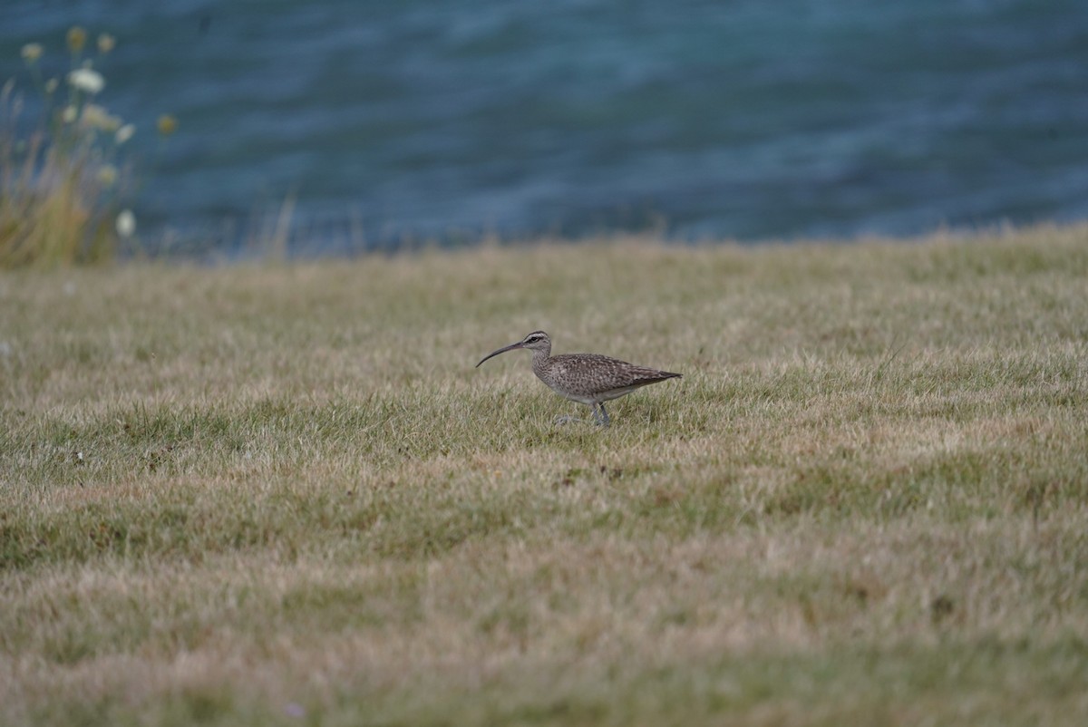 Whimbrel - Kyle Brock