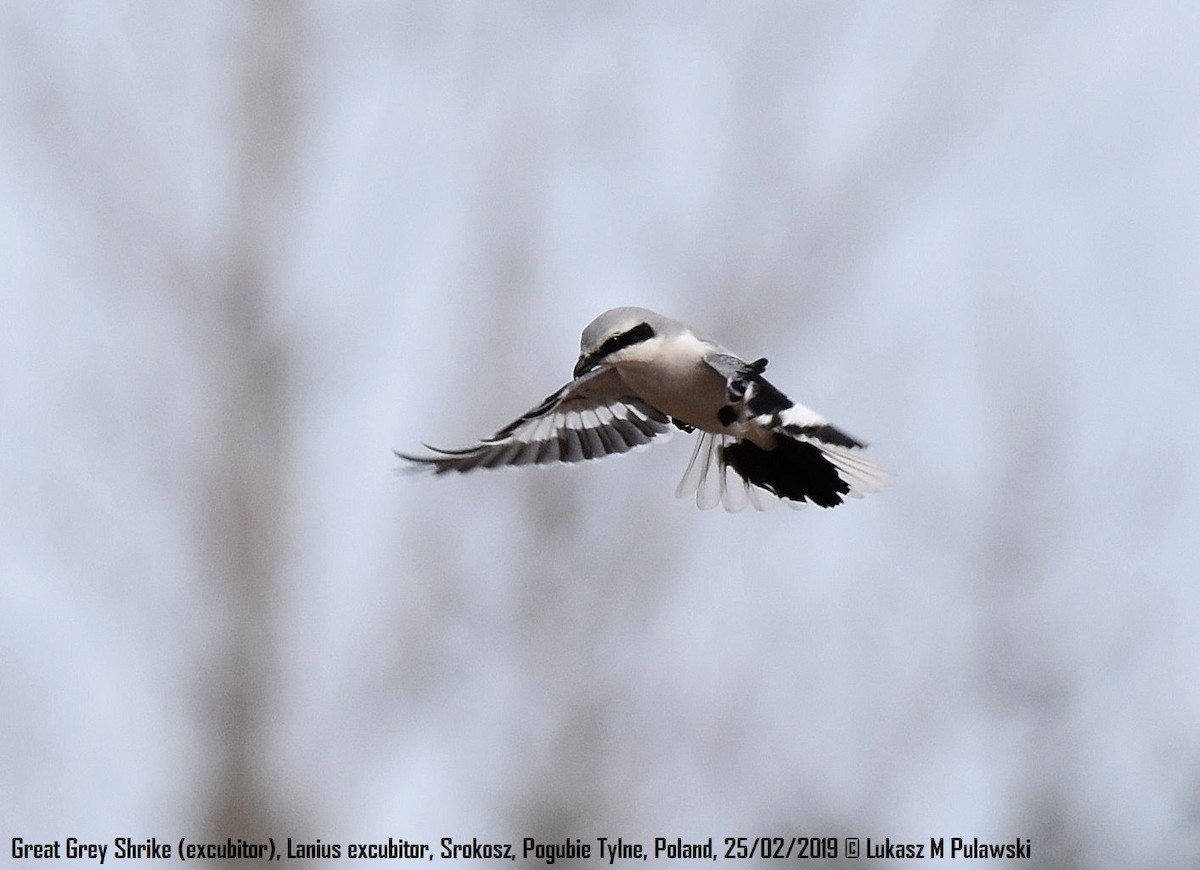 Great Gray Shrike (Great Gray) - Lukasz Pulawski