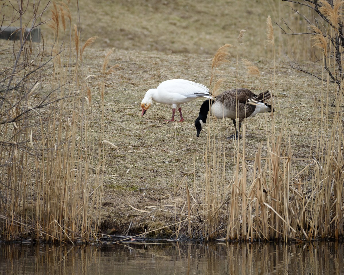 Snow Goose - ML25369981