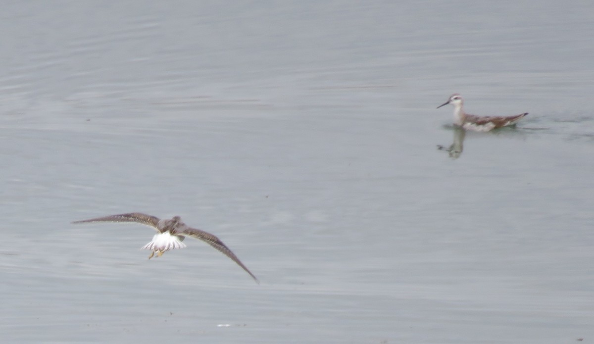 Wilson's Phalarope - ML253701991