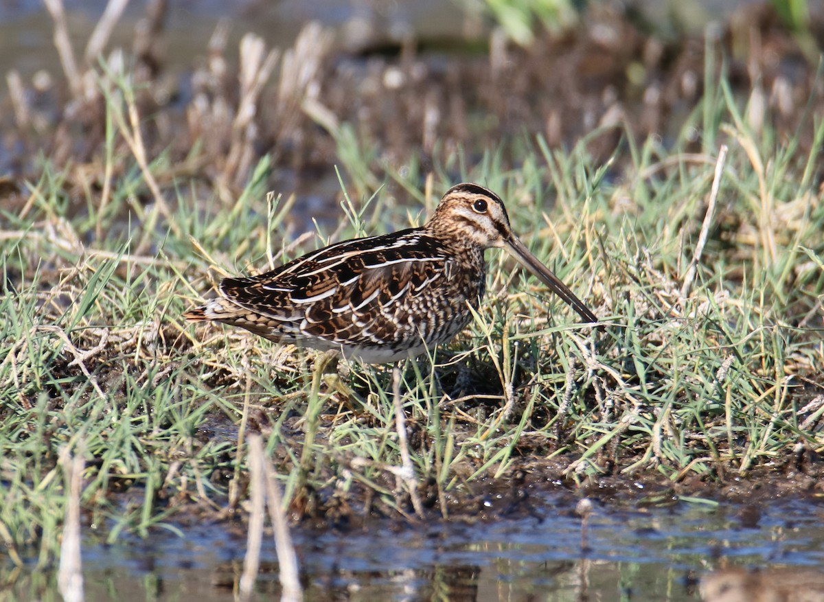 Wilson's Snipe - ML253703321