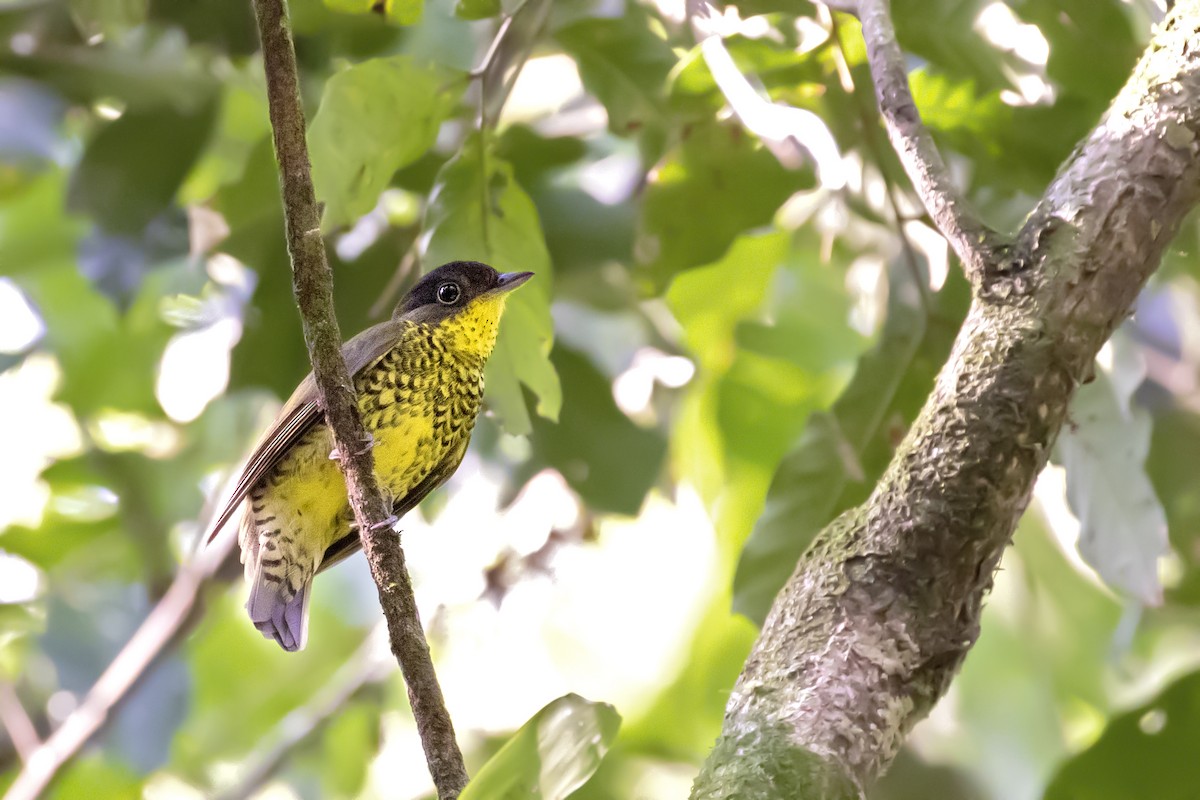 Brazilian Laniisoma - Caio Brito | Brazil Birding Experts
